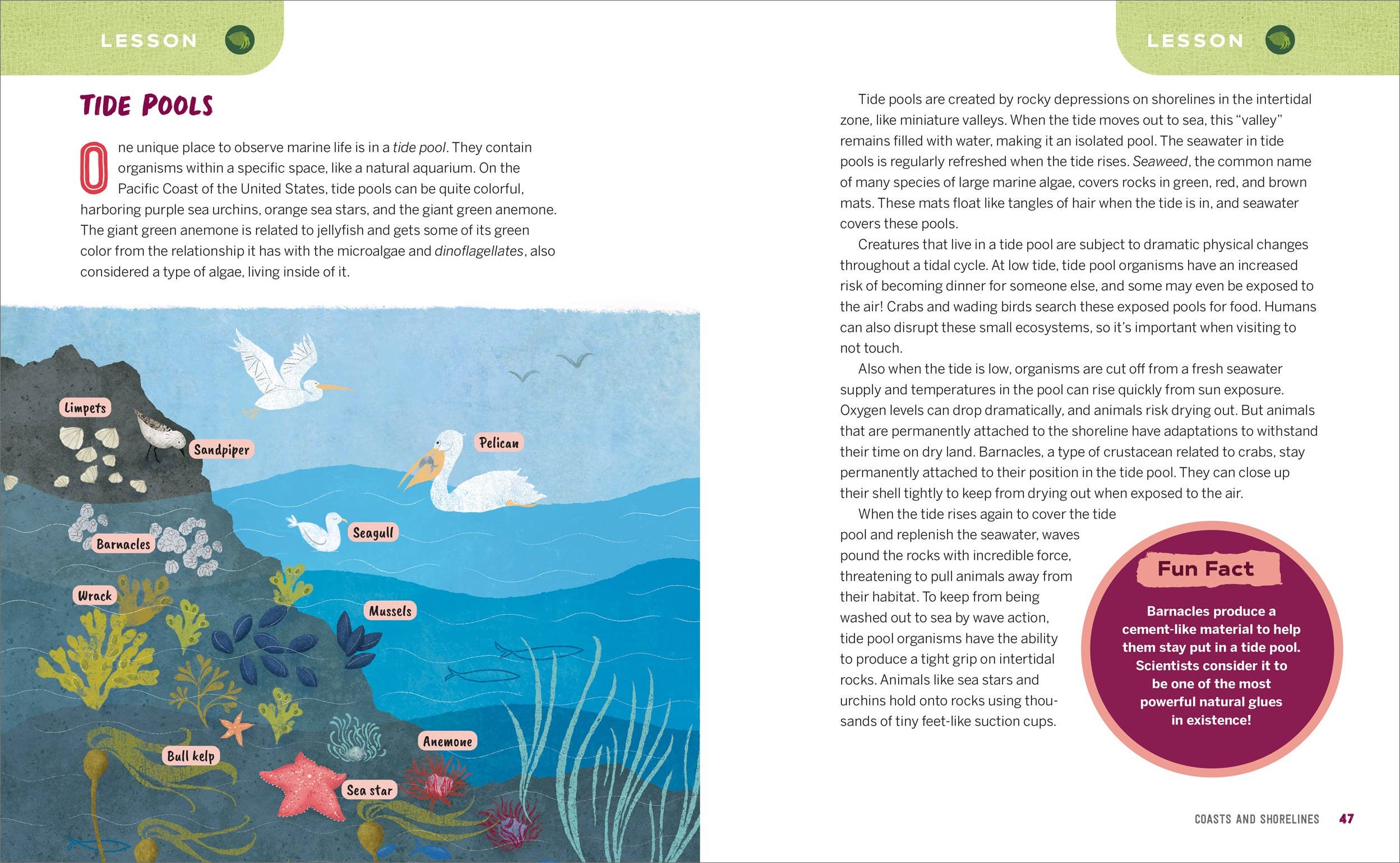 Ocean Activities for Kids