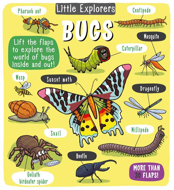 Little Explorers: Bugs Hardcover Book