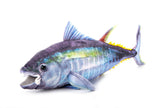 River Fish Tuna medium 26