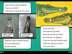 Alligators and Crocodiles Can't Chew! Book