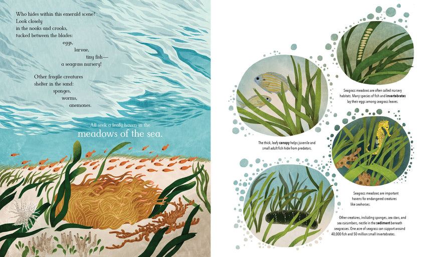 Meadows of the Sea: The Wonders of Seagrass Picture Book