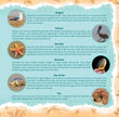 Sandy Feet! Whose Feet? Footprints at the Shore Picture Book