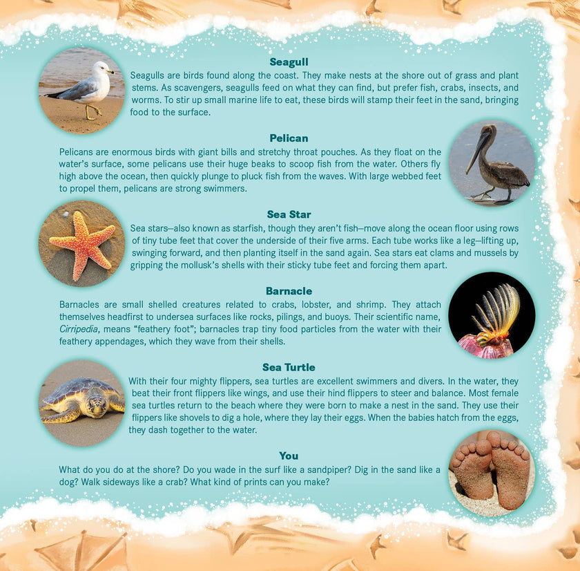 Sandy Feet! Whose Feet? Footprints at the Shore Picture Book