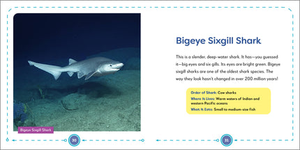 My First Book of Sharks