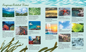 Meadows of the Sea: The Wonders of Seagrass Picture Book