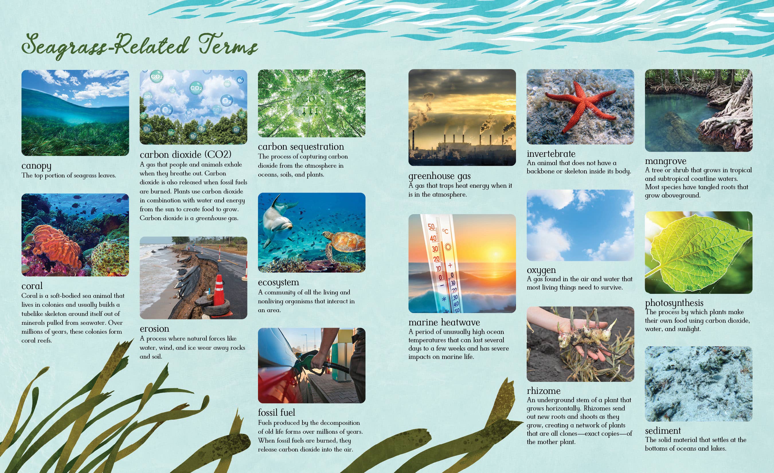 Meadows of the Sea: The Wonders of Seagrass Picture Book