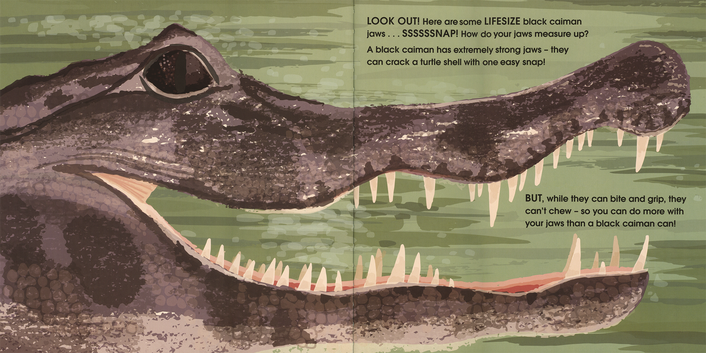 Lifesize Deadly Animals Hardcover Book