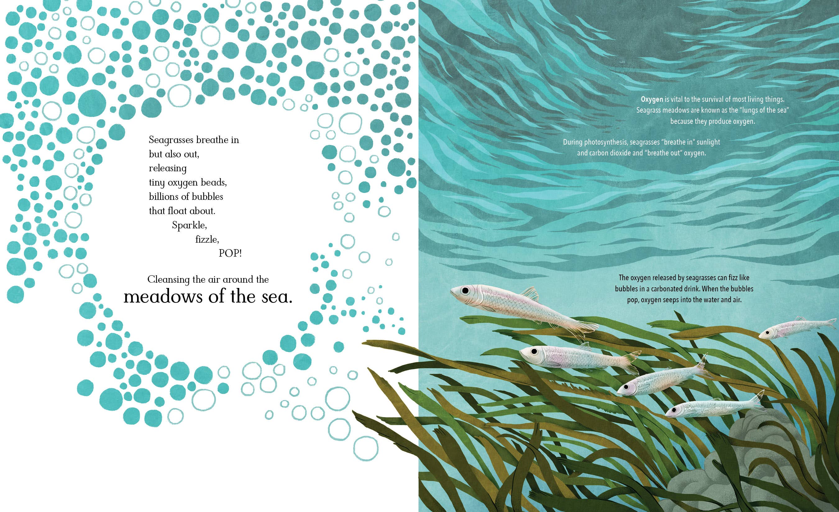 Meadows of the Sea: The Wonders of Seagrass Picture Book
