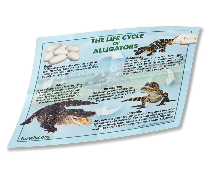 Alligator Hatchling Plush Stuffed Animal