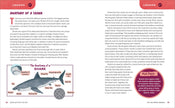 Ocean Activities for Kids