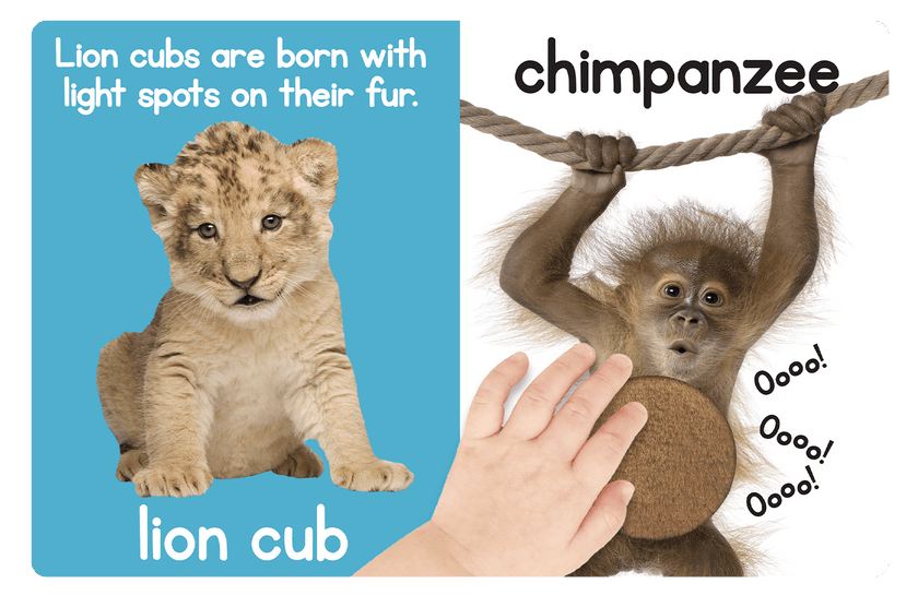 Adorable Animals Board Book