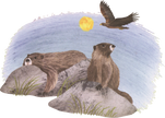 Explore! America's Wildlife Hardcover Book