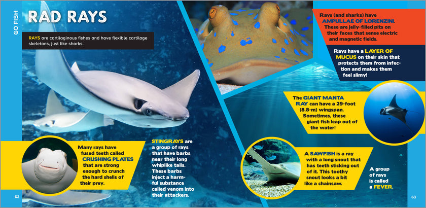 Fascinating Ocean Book for Kids