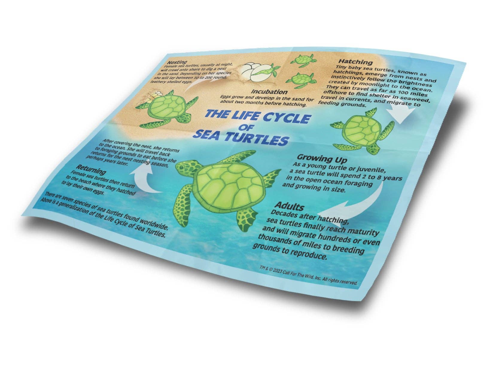 Sea Turtle Hatchling Plush Stuffed Animal