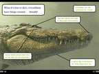 Alligators and Crocodiles Can't Chew! Book