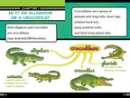 Alligators and Crocodiles Can't Chew! Book