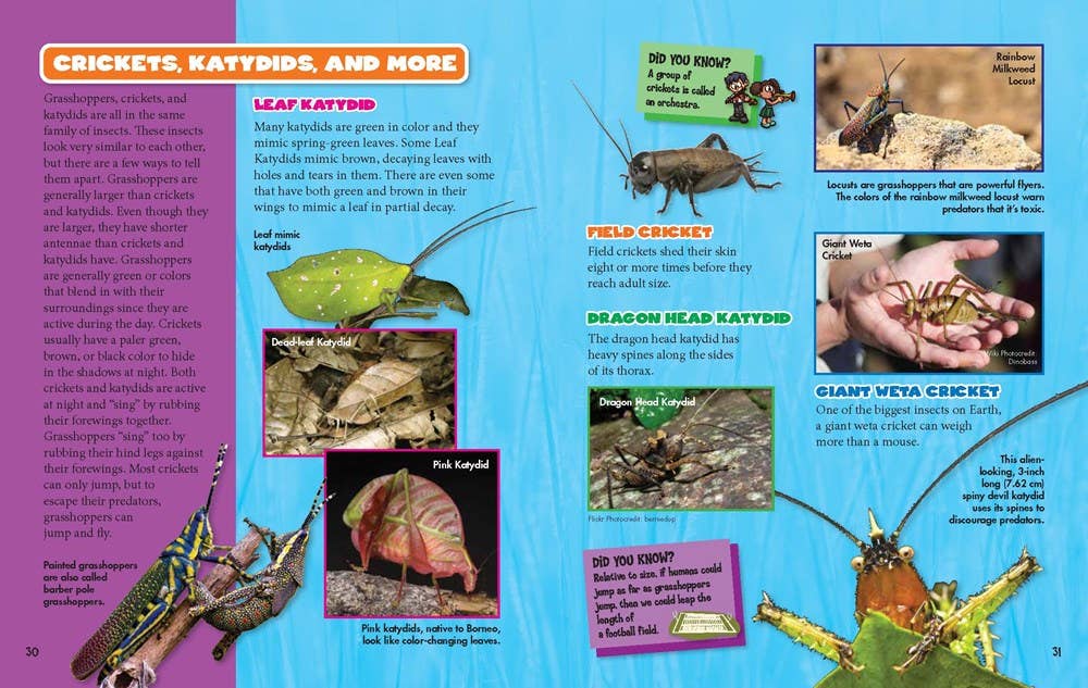Bugs and Spiders Hardcover Book