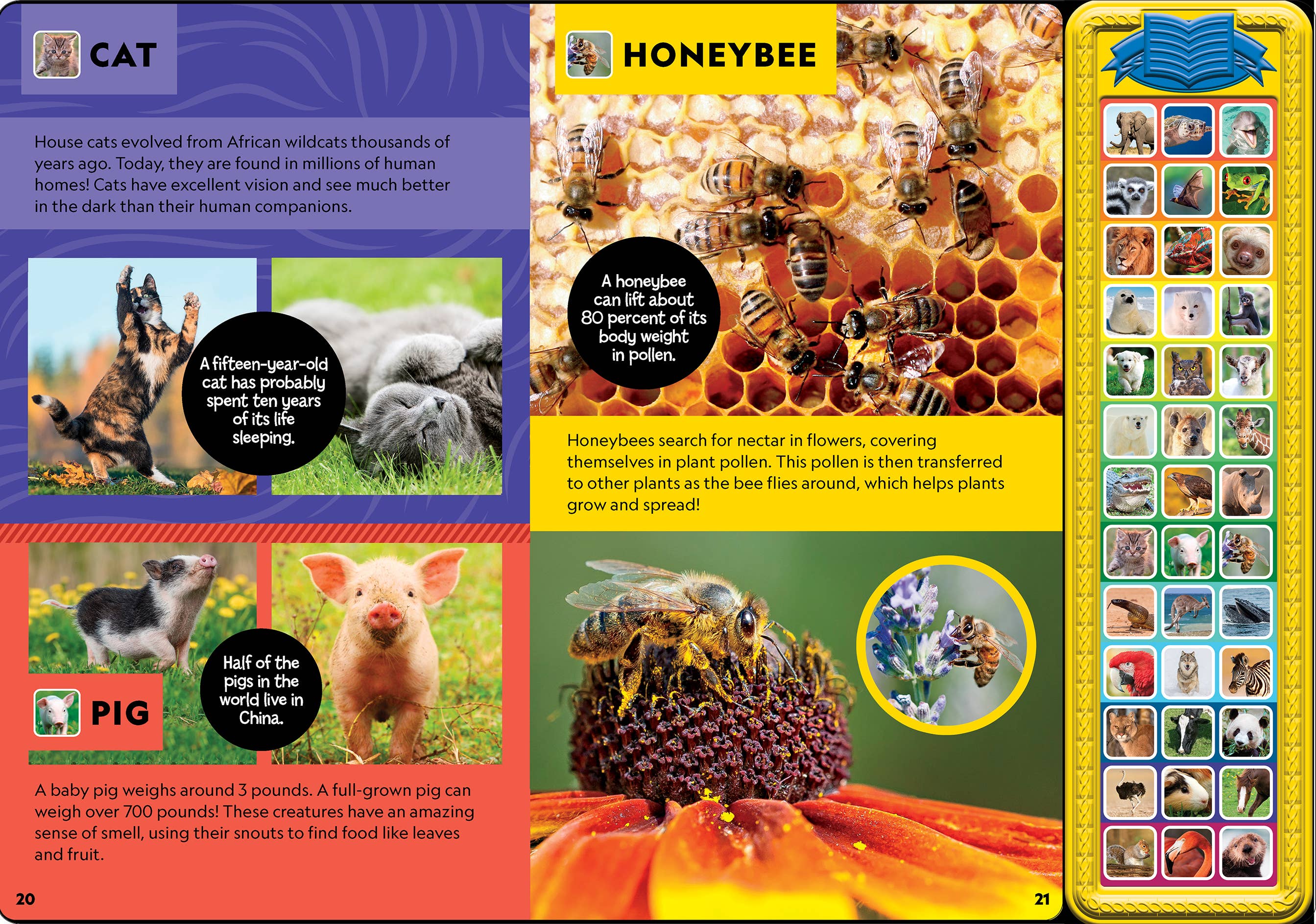 National Geographic Kids: Animal Sound Treasury Book
