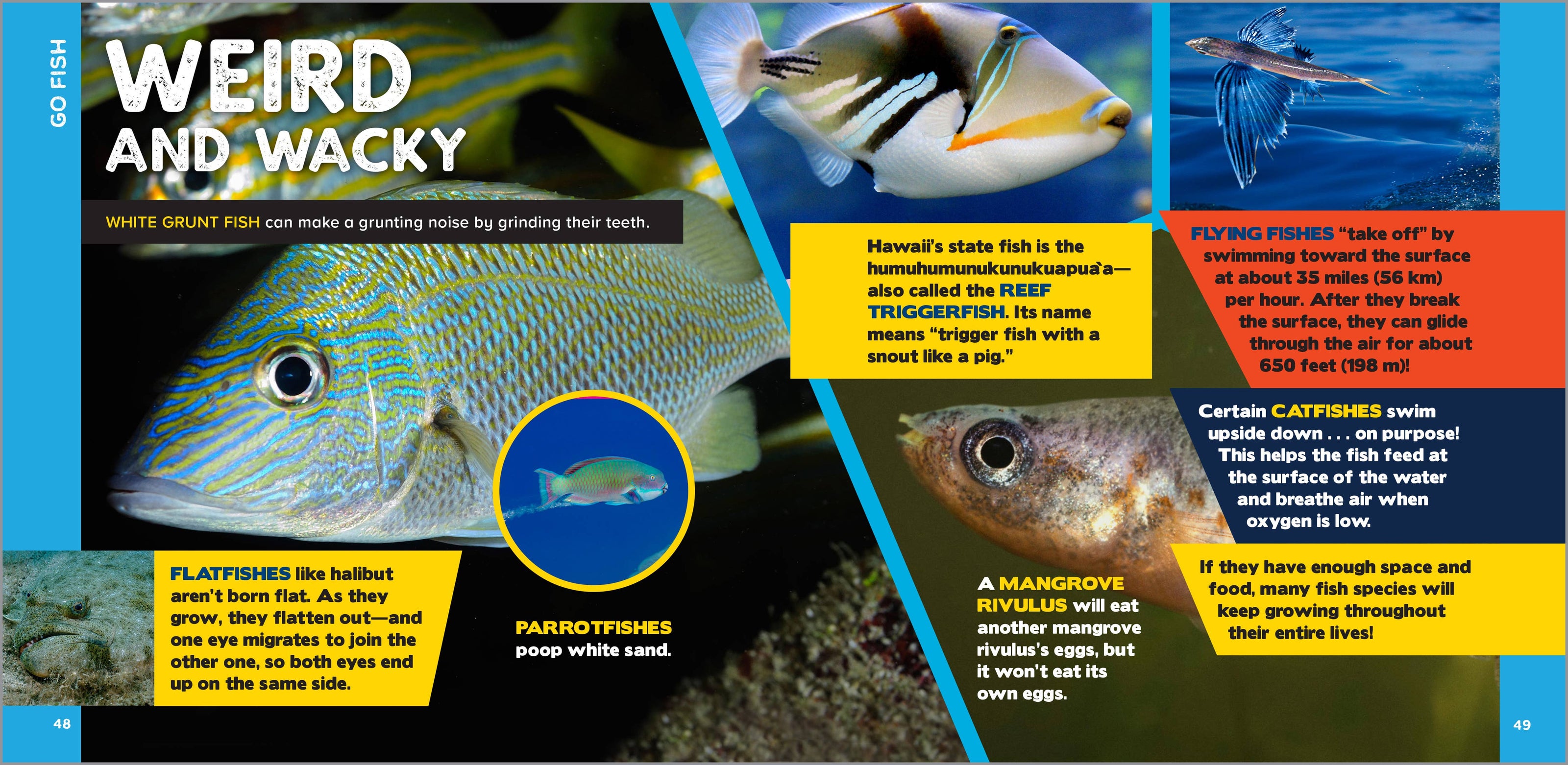 Fascinating Ocean Book for Kids
