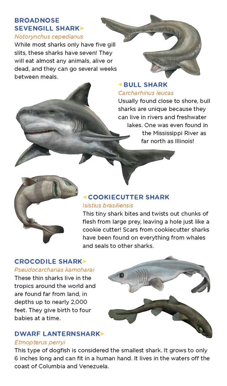 Super, Strong Tattoo Sharks