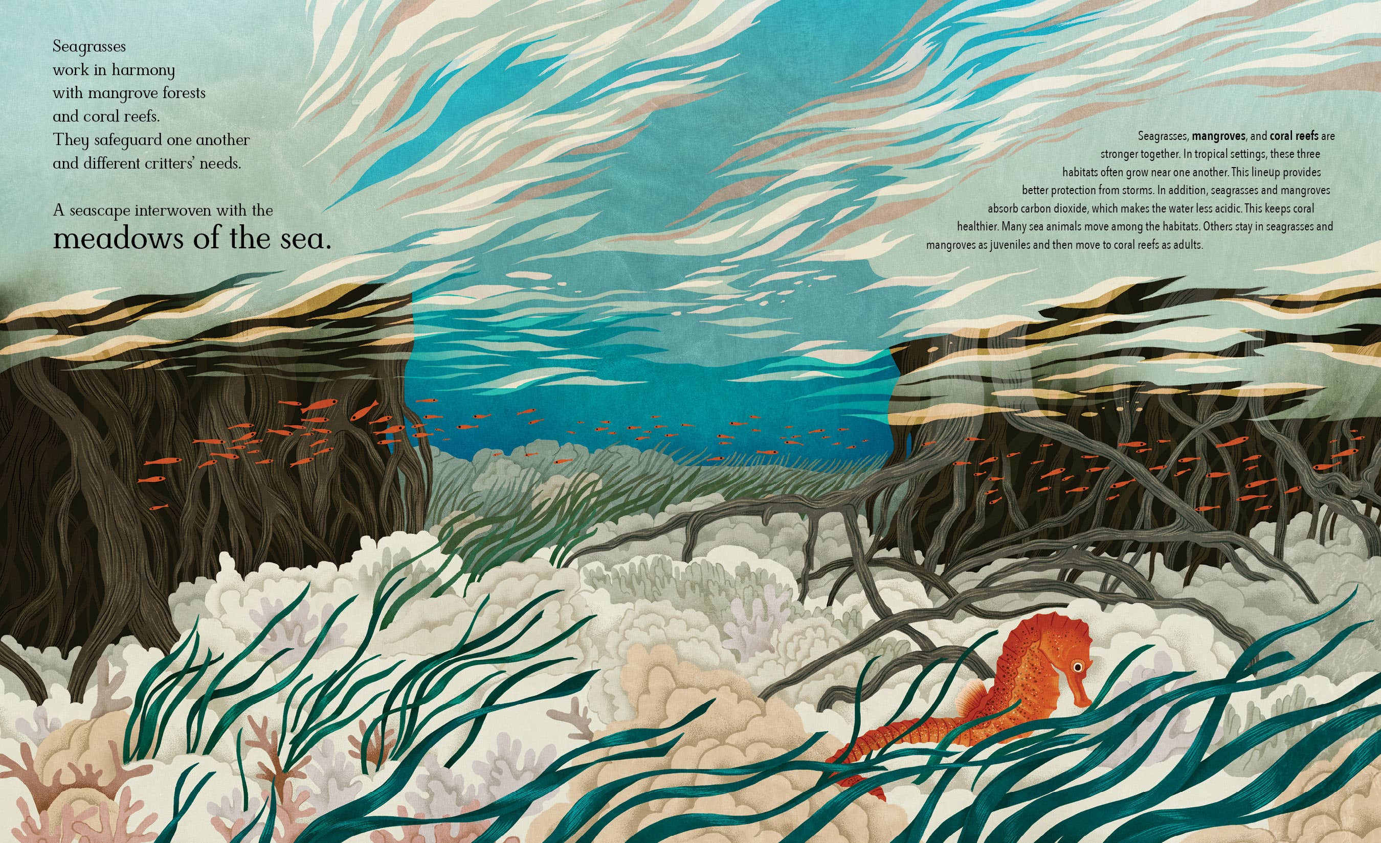 Meadows of the Sea: The Wonders of Seagrass Picture Book