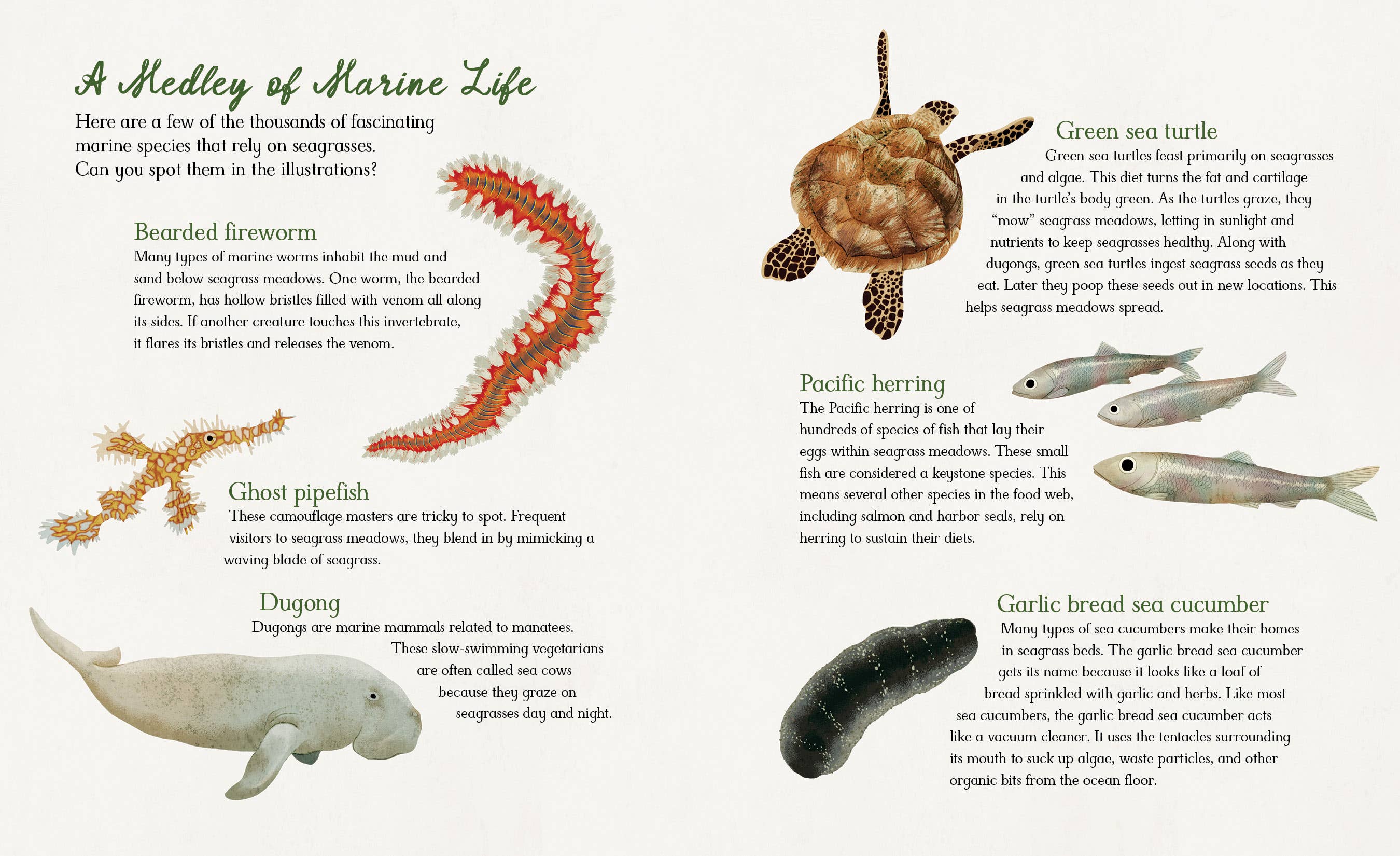 Meadows of the Sea: The Wonders of Seagrass Picture Book