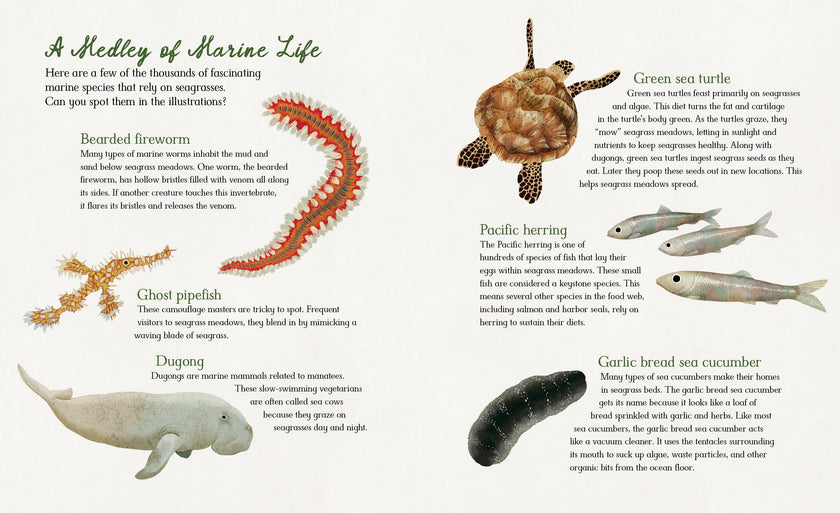 Meadows of the Sea: The Wonders of Seagrass Picture Book