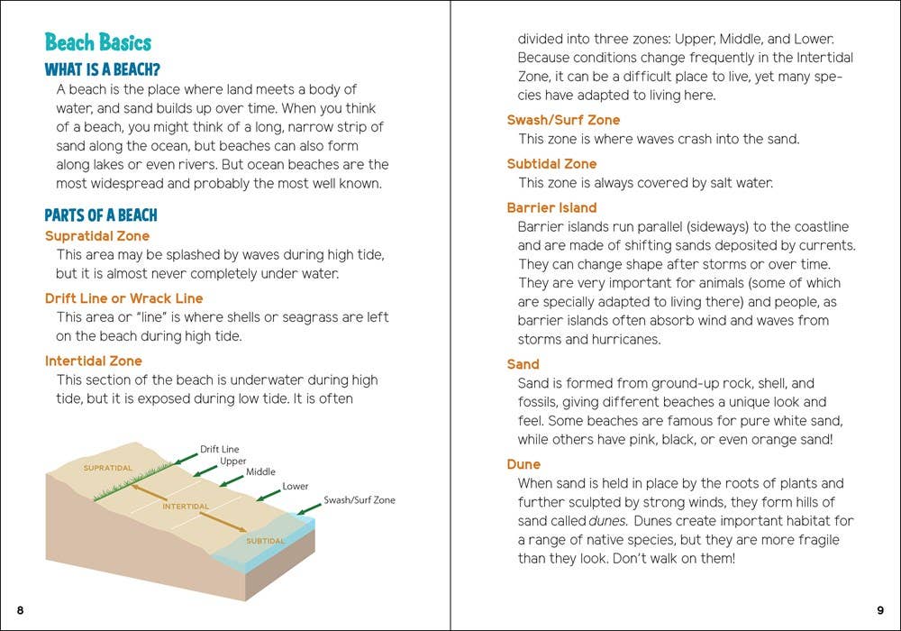 Seashells and Beachcombing for Kids