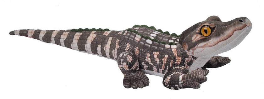 Living Stream-Mini Alligator Baby 12