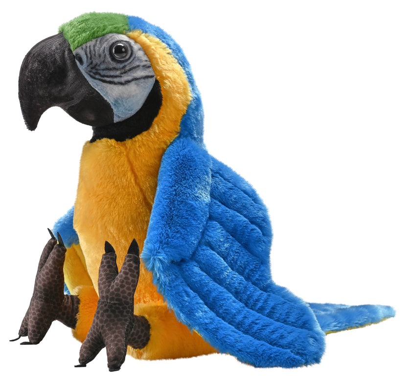 Artist Blue Yellow Macaw 15
