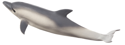 MOJO Common Dolphin